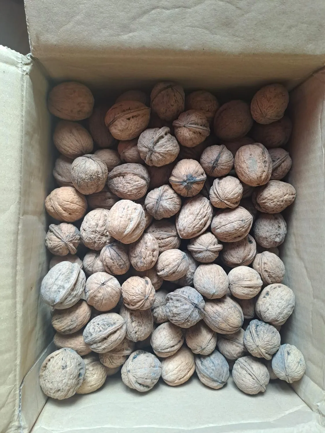 Natural Food Premium noci con guscio 2 kg naturali