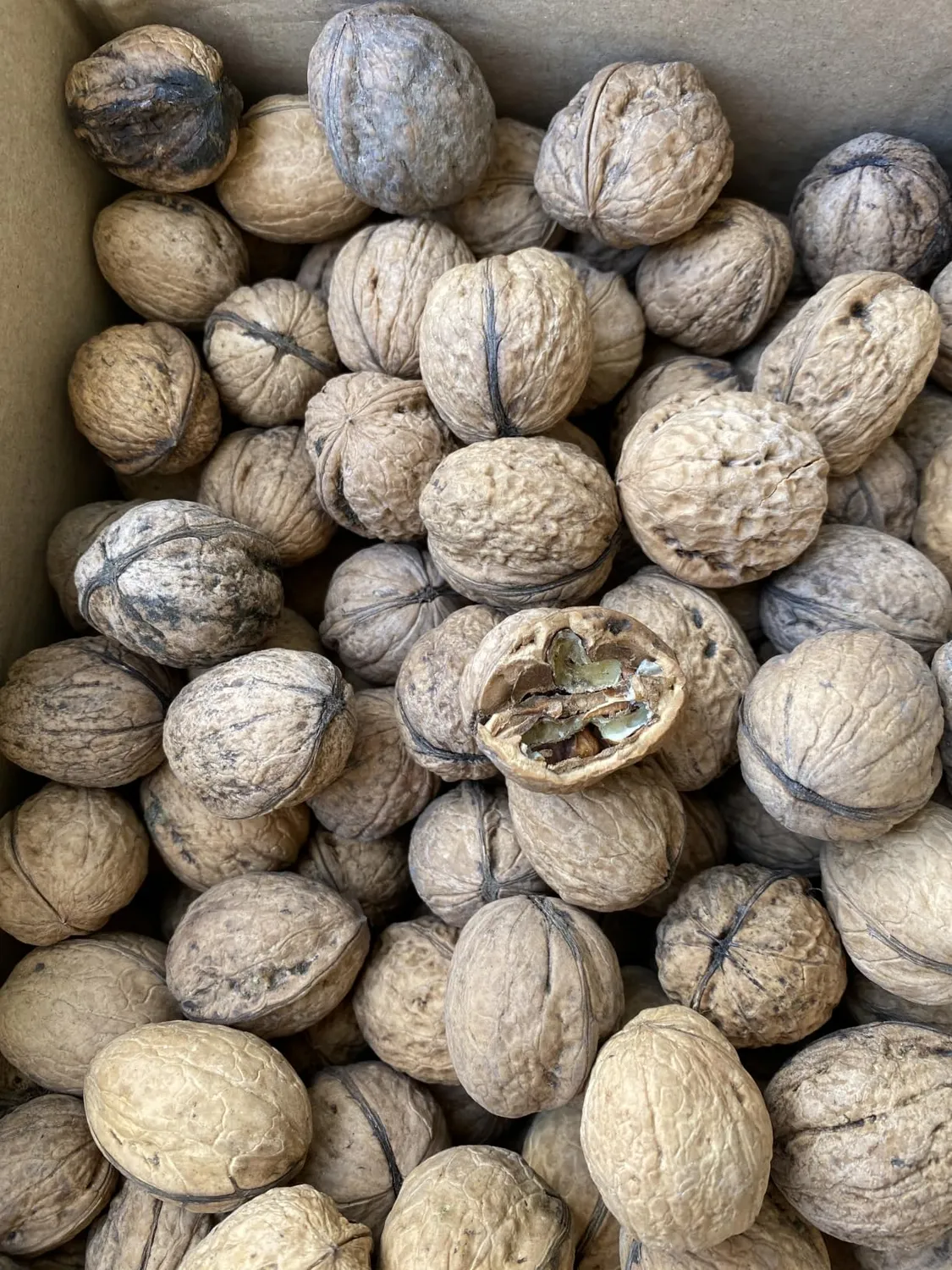 Natural Food Premium noci con guscio 2 kg naturali